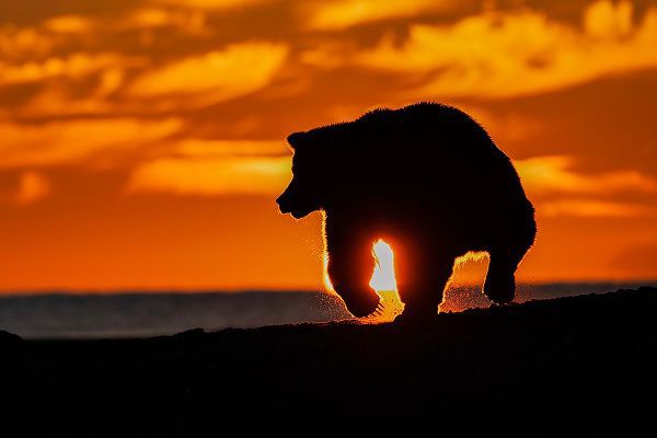Jones, Adam 아티스트의 Adult grizzly bear silhouetted on beach at sunrise-Lake Clark National Park and Preserve작품입니다.